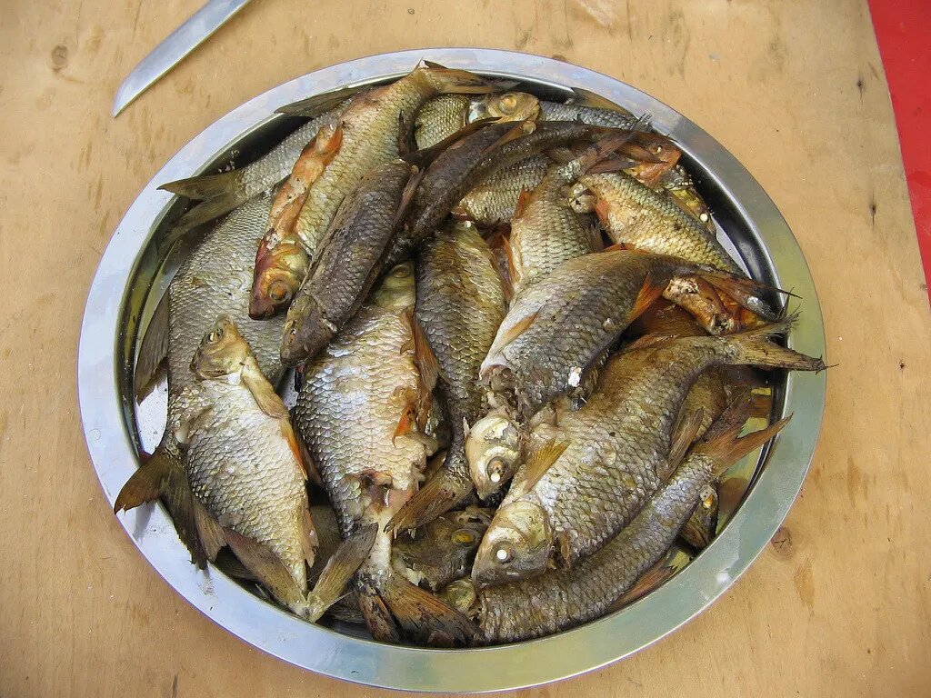 Запрещенная к вылову вобла и плотва с красноперкой