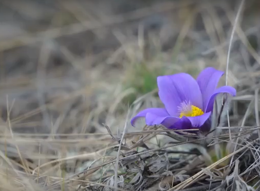     Попытались понять, почему погода настолько нестабильна в апреле