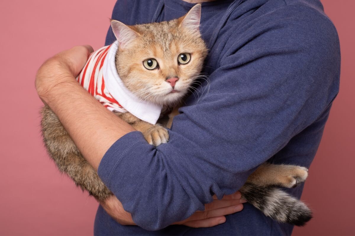 Кот испугался 