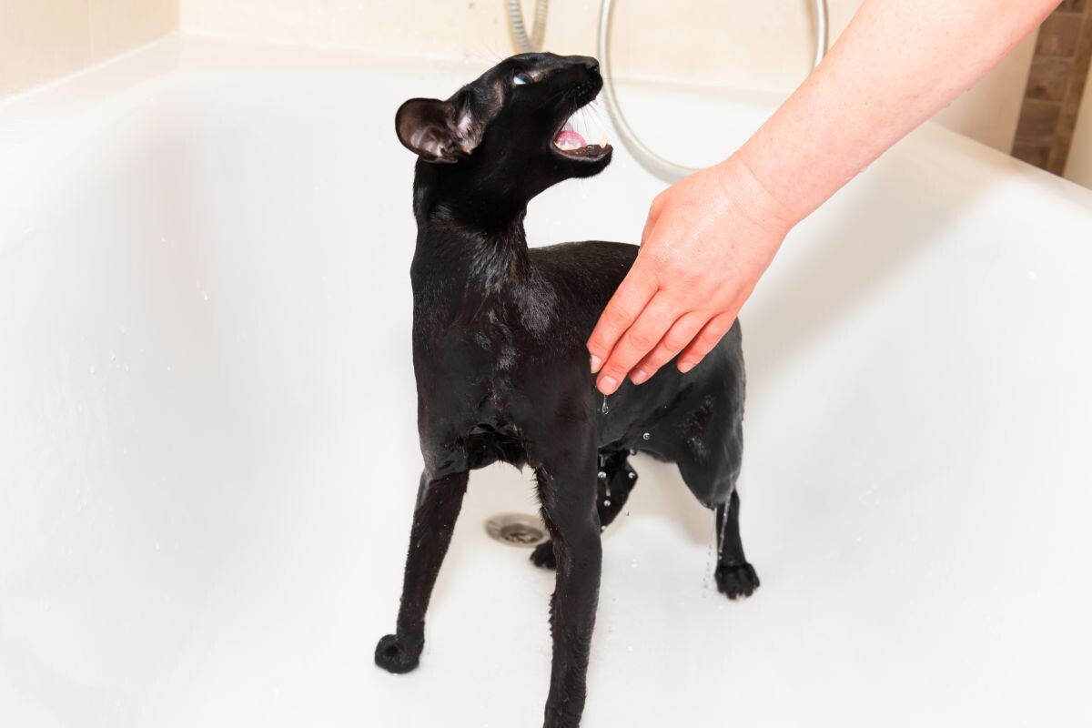 Чёрный кот стрессует в ванной 