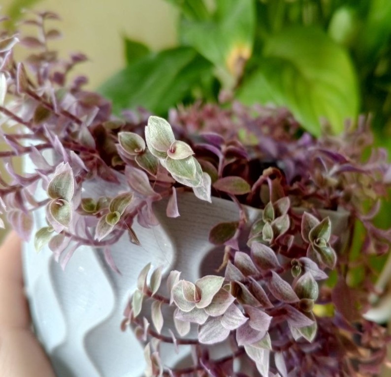 Каллизия "Розовая Пантера" Фото: Омут Комнатных Растений.