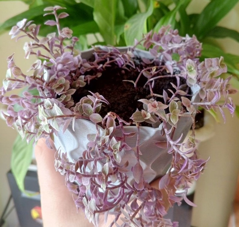 Каллизия "Розовая Пантера" Фото: Омут Комнатных Растений.