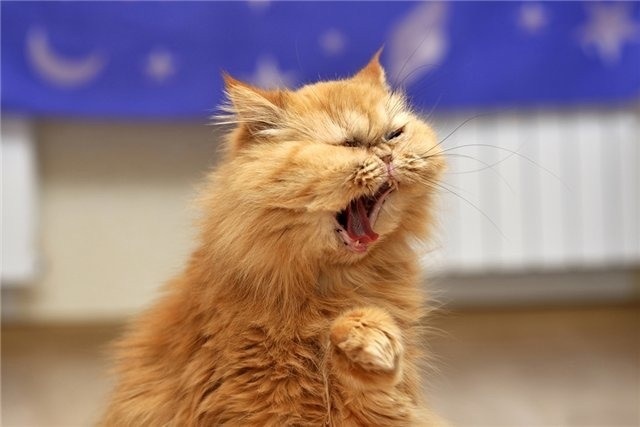 Картинки Яндекс