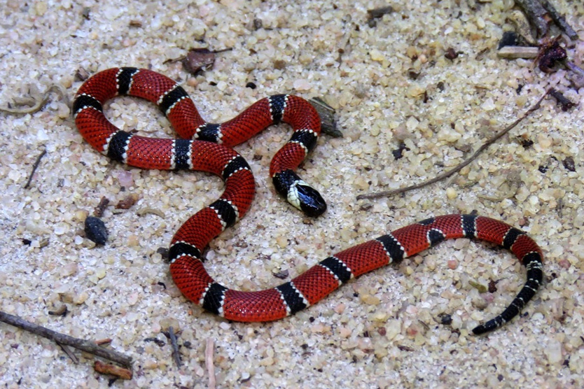 Фото: Flávio Mendes / iNaturalist