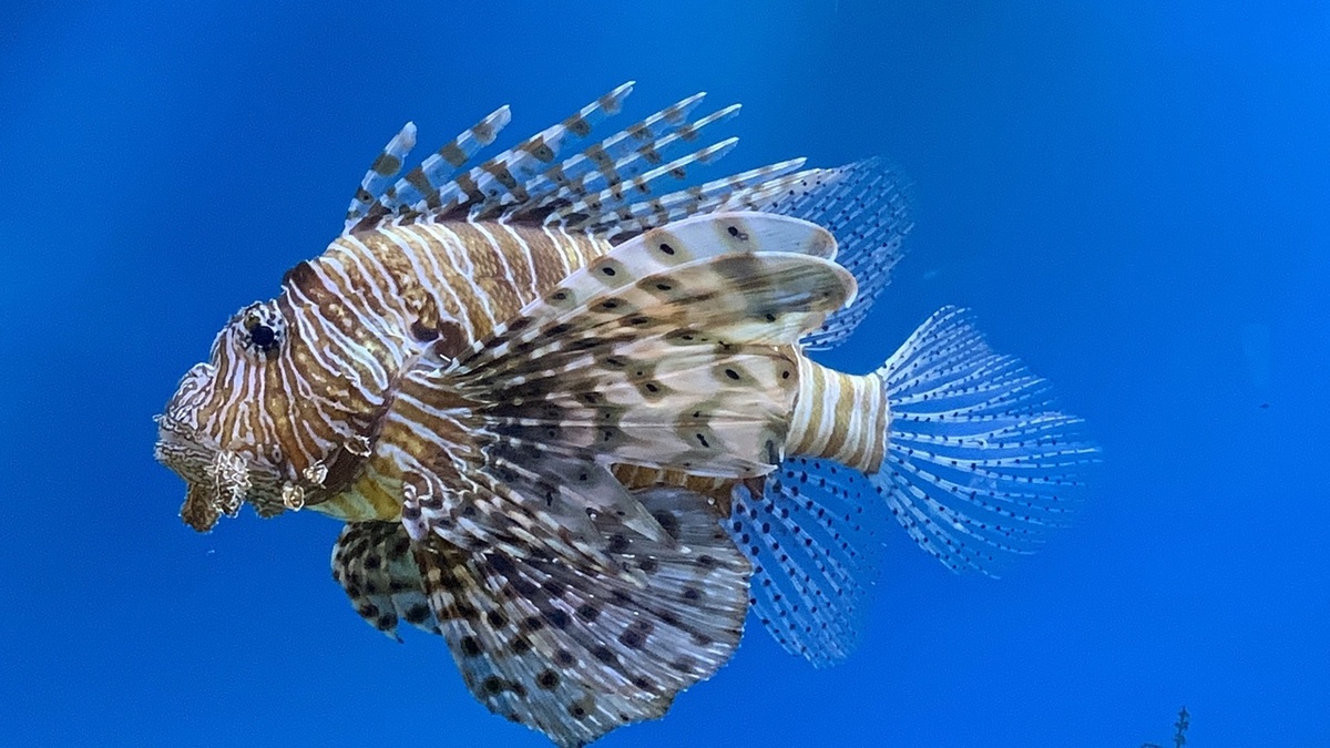 Взято из Википедии