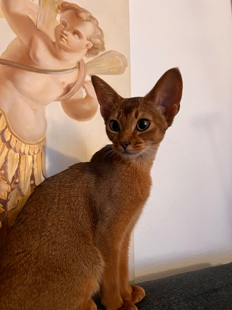 Абиссинская кошка Ли’са