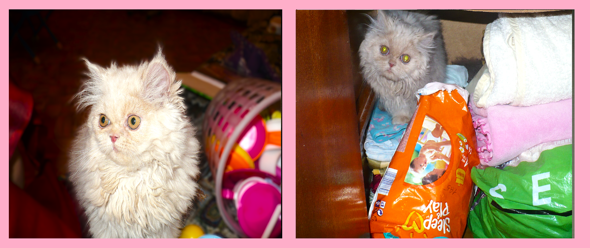 кошка Миура