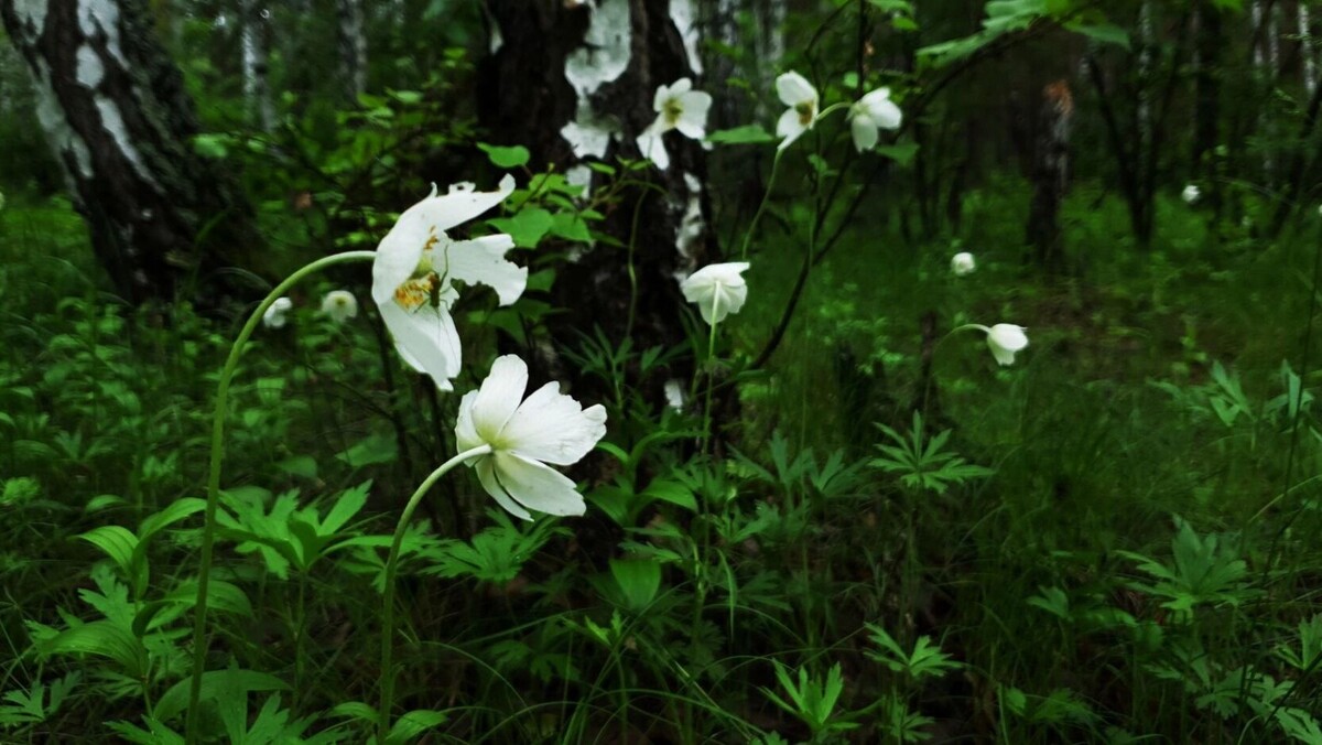     Источник: 1MI