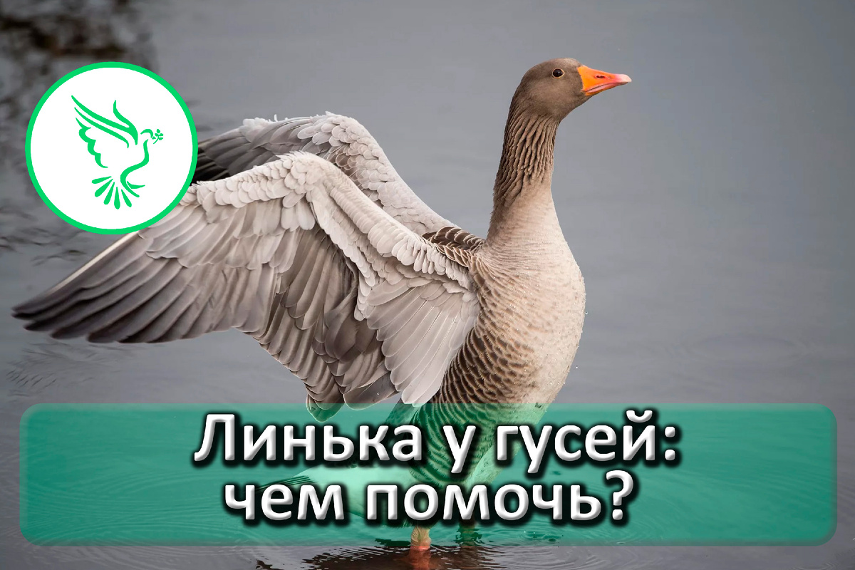 Лилька у гусей