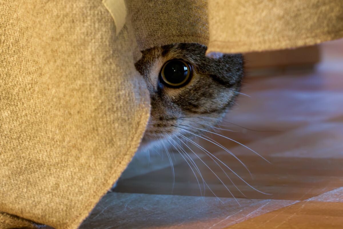 Стресс у кошки 