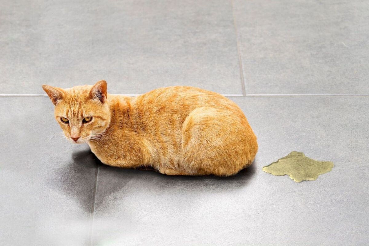 Рыжий кот справил нужду на полу в доме