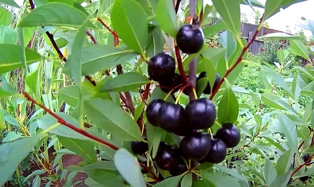 вишня Бессея. Фото из инета.