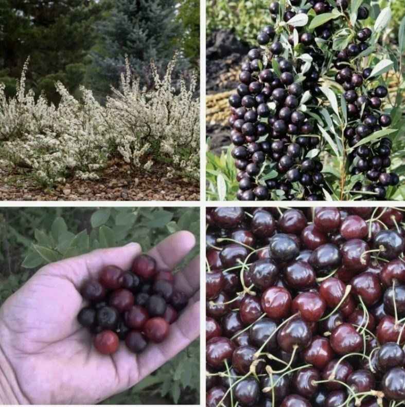 Песчаная вишня Бессея. Фото из инета.