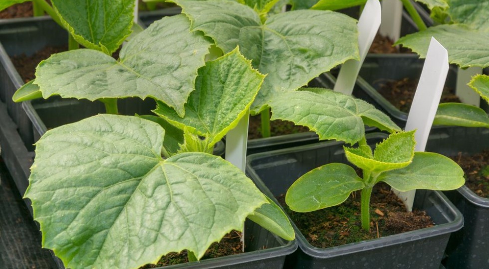 Огурцы вашей мечты: секреты идеального урожая