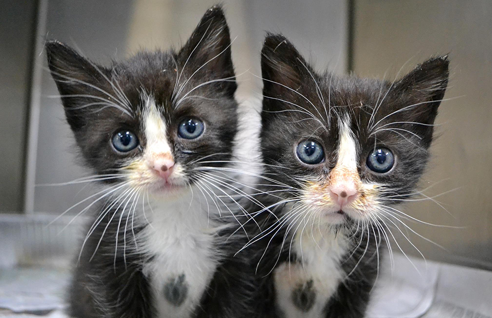 Клонированные котята
