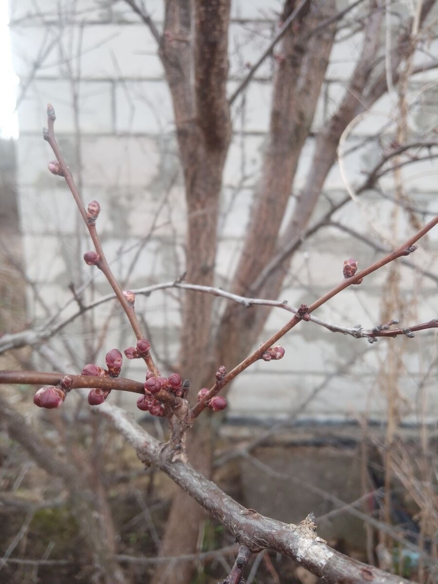 Абрикос выращенный из косточки