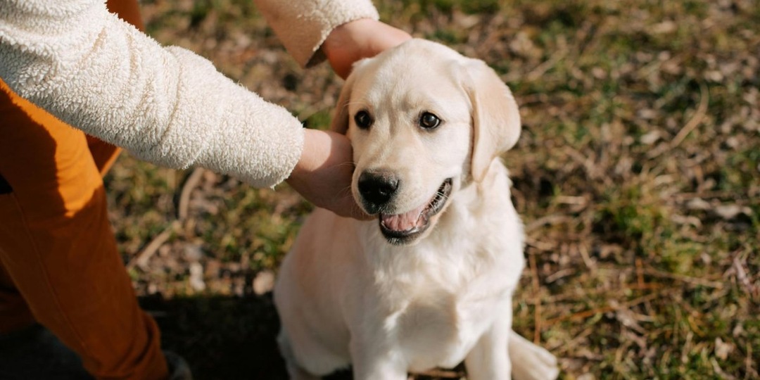 Почему собака ест фекалии и что с этим делать