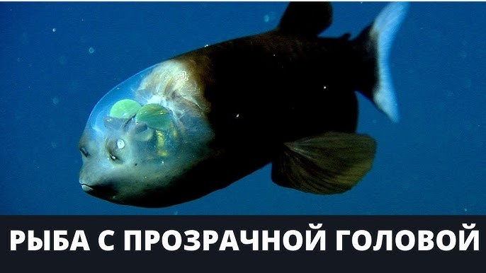 Macropinna microstoma