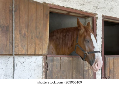 как спят лошади лежа или стоя ночью