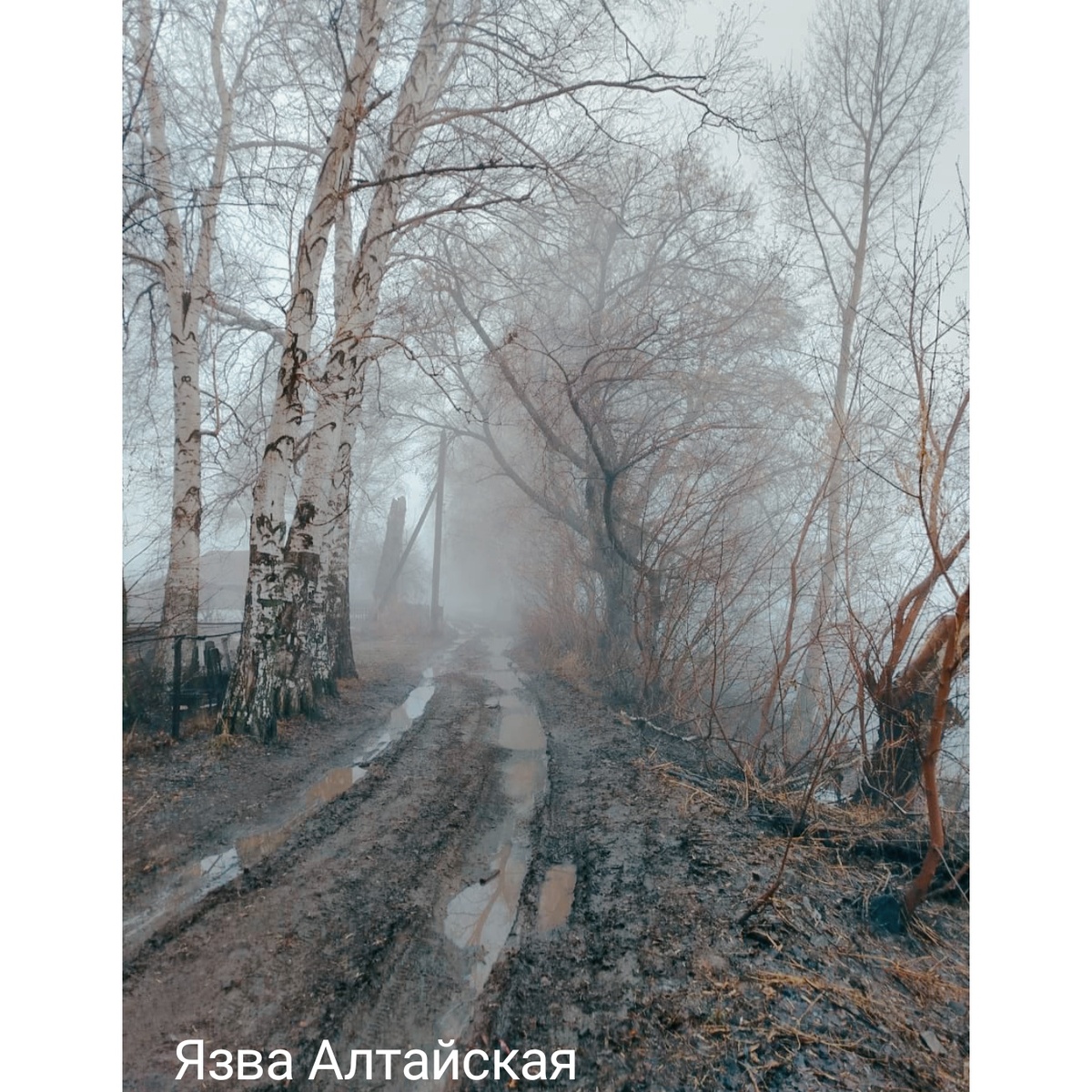 Туманное утро. Необычайно красиво. 