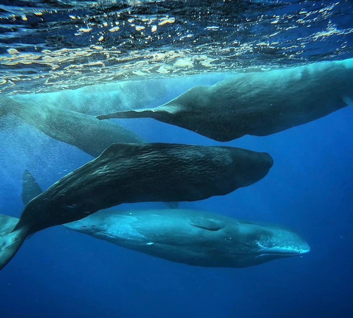 Екатерина Уварчева 