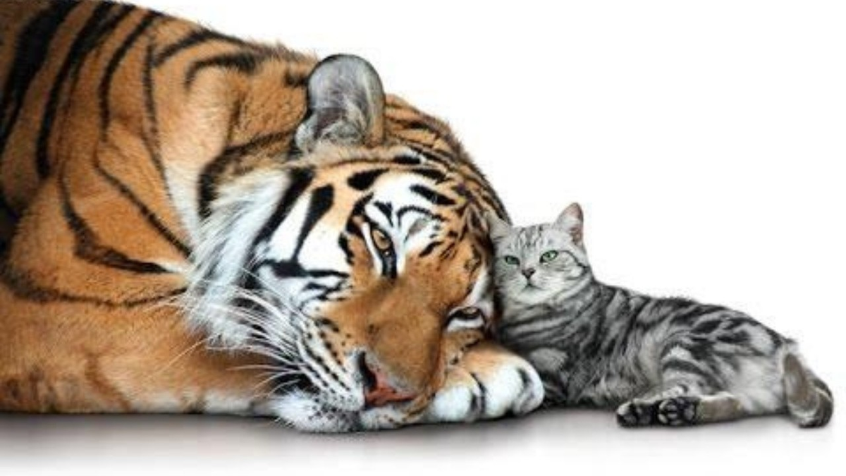 Источник фото: YouTube