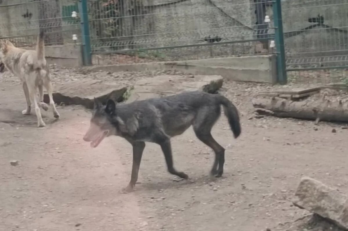    Мельниченко: из Пензы в Беларусь планируют передать канадского волчонка