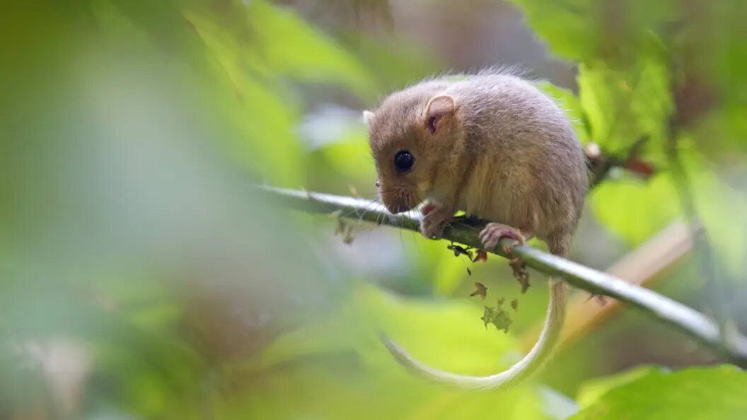    AGAMI/H. van Die/Globallookpress