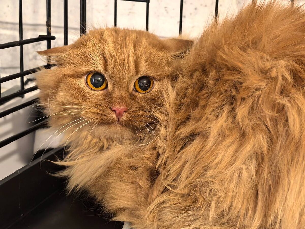 Камыш. Фото из архива автора