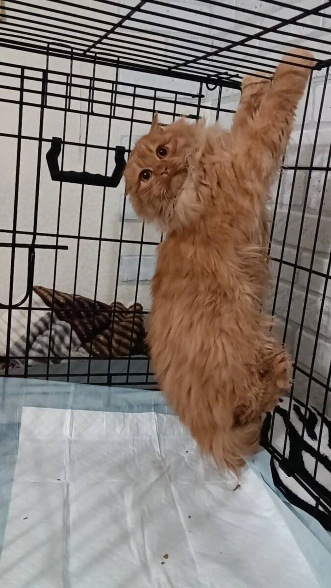 Камыш. Фото из архива автора