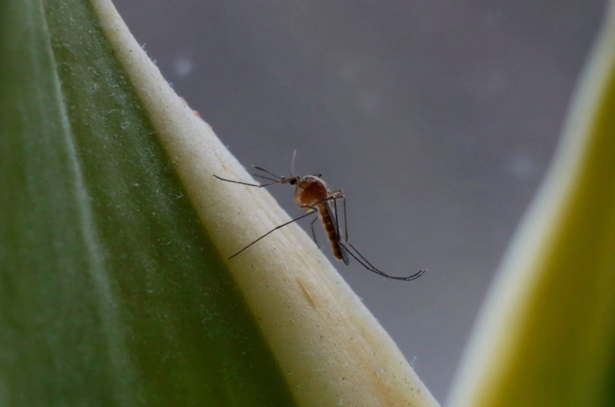    Комар. Фото: Республика"/Максим Смирнов