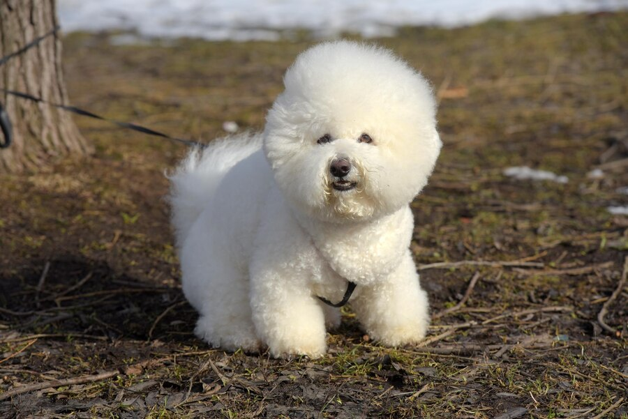 Бишон фризе