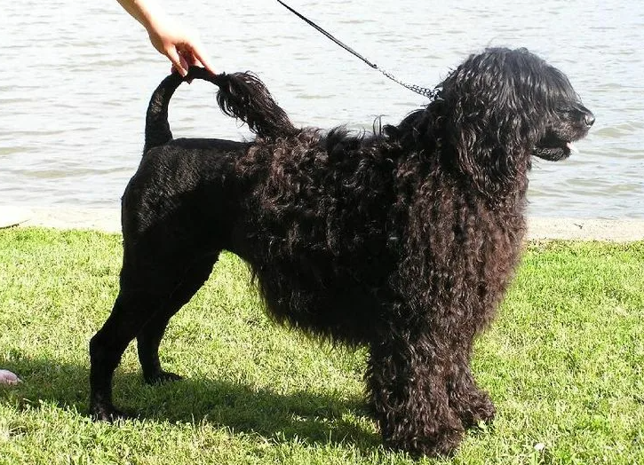 Португальская водяная собака