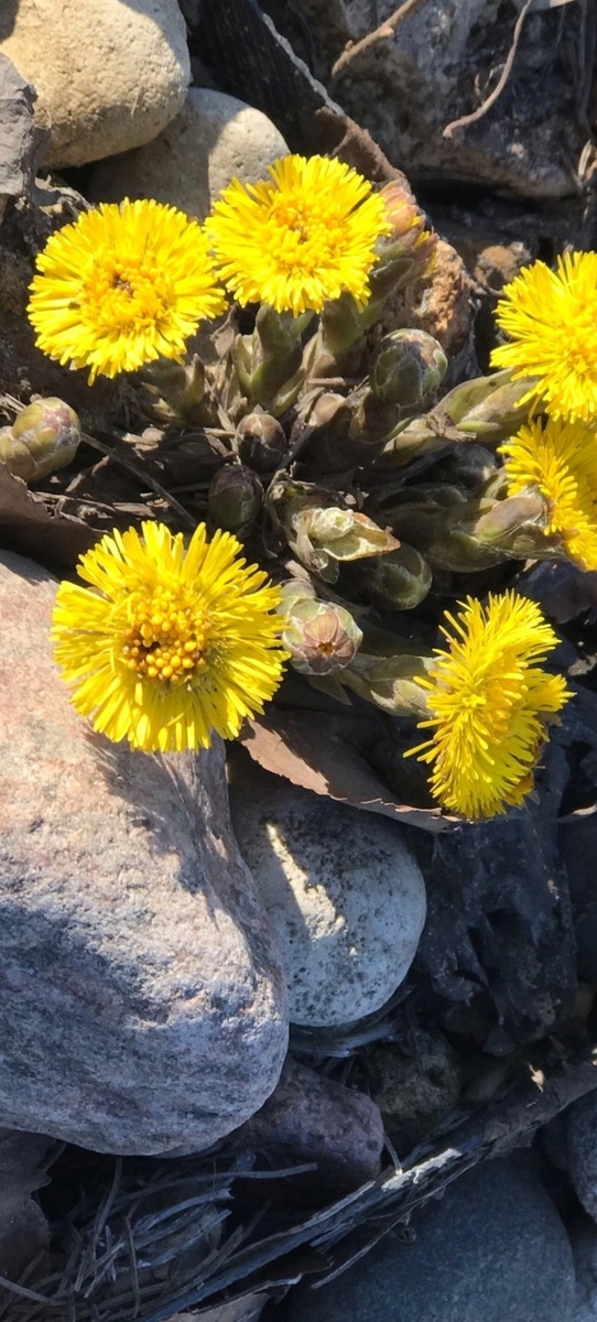 У меня на альпийской горке первые цветочки расцвели! Ну и пусть, что это обычная мать - и - мачеха, но это первый, мною увиденный, весенний цветок!!! 