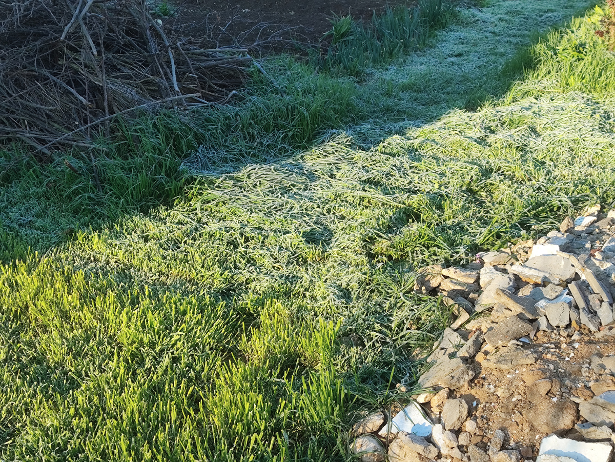 Самая белая оказалась скошенная вчера трава