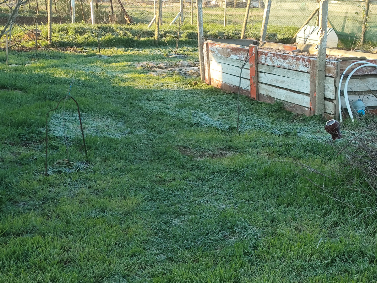 Там, где не косила, стоит как живая. Только хрустит под ногами ))