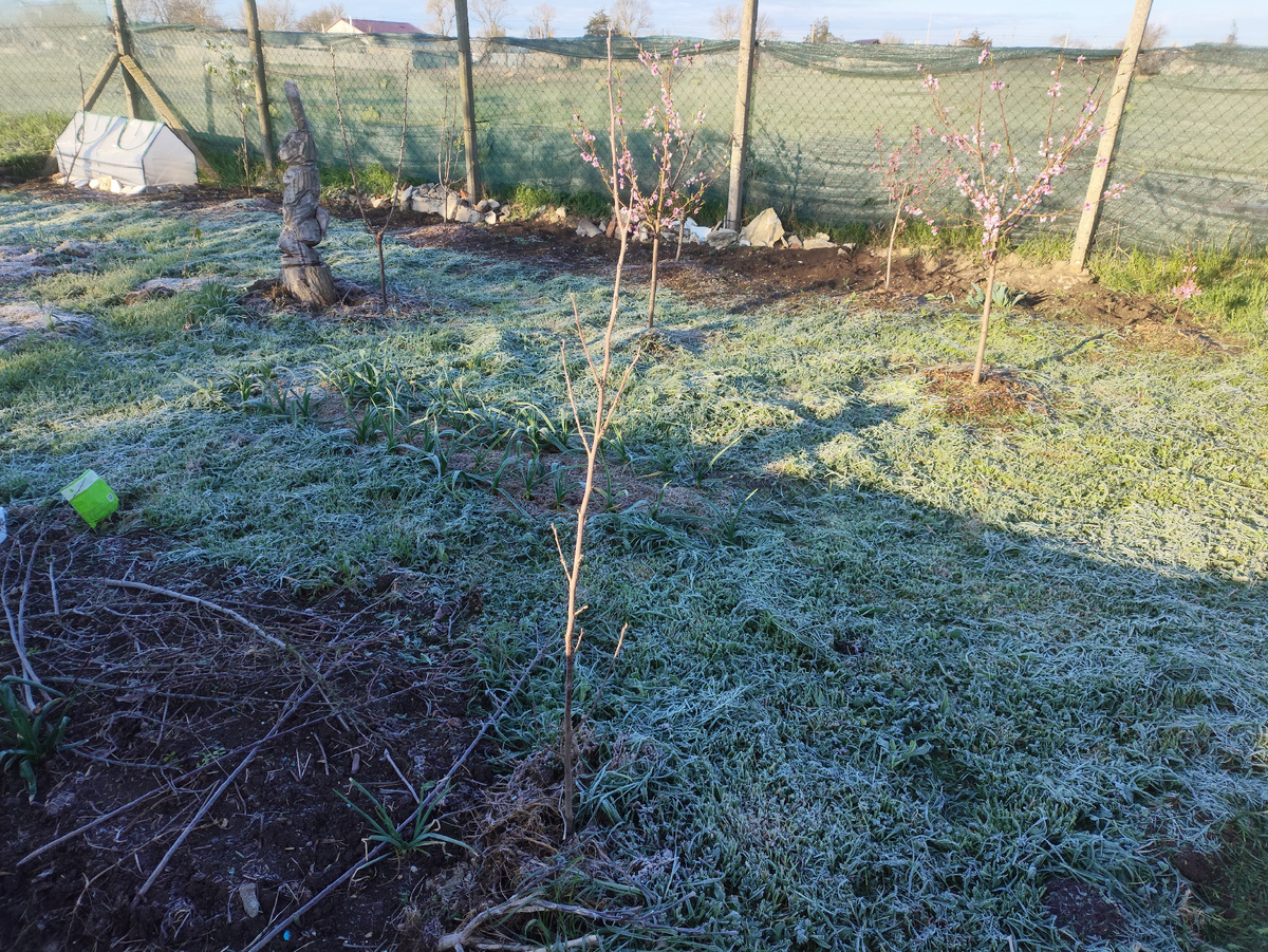 Сразу видно, где покошено. Не убирала вчера траву