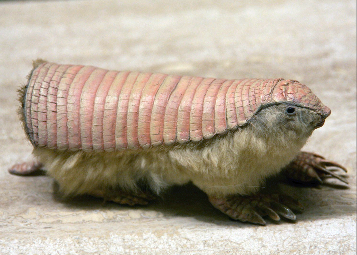 Розовый броненосец