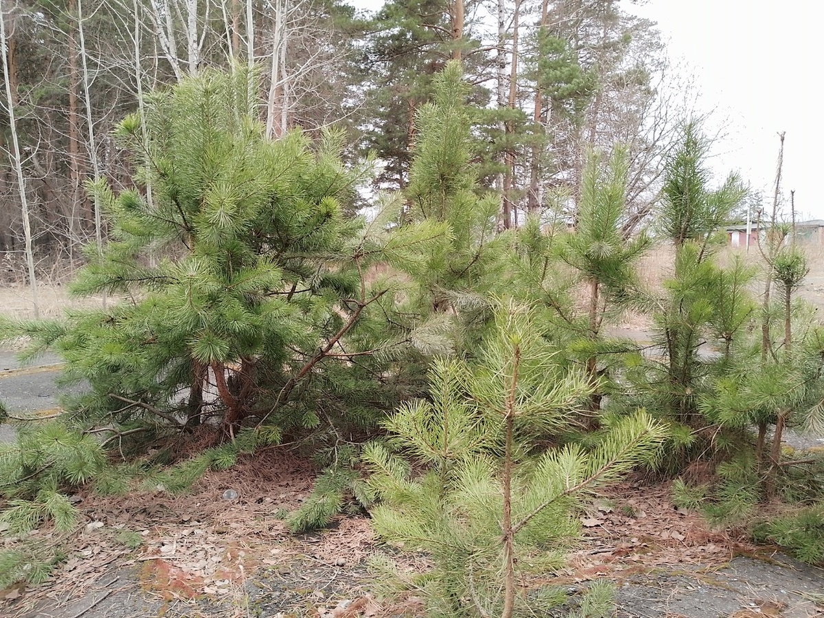 Кажется, что и сосенки стали весной зеленее