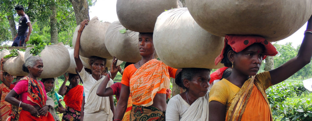 Работницы чайной плантации в Бангладеш. www.news.un.org