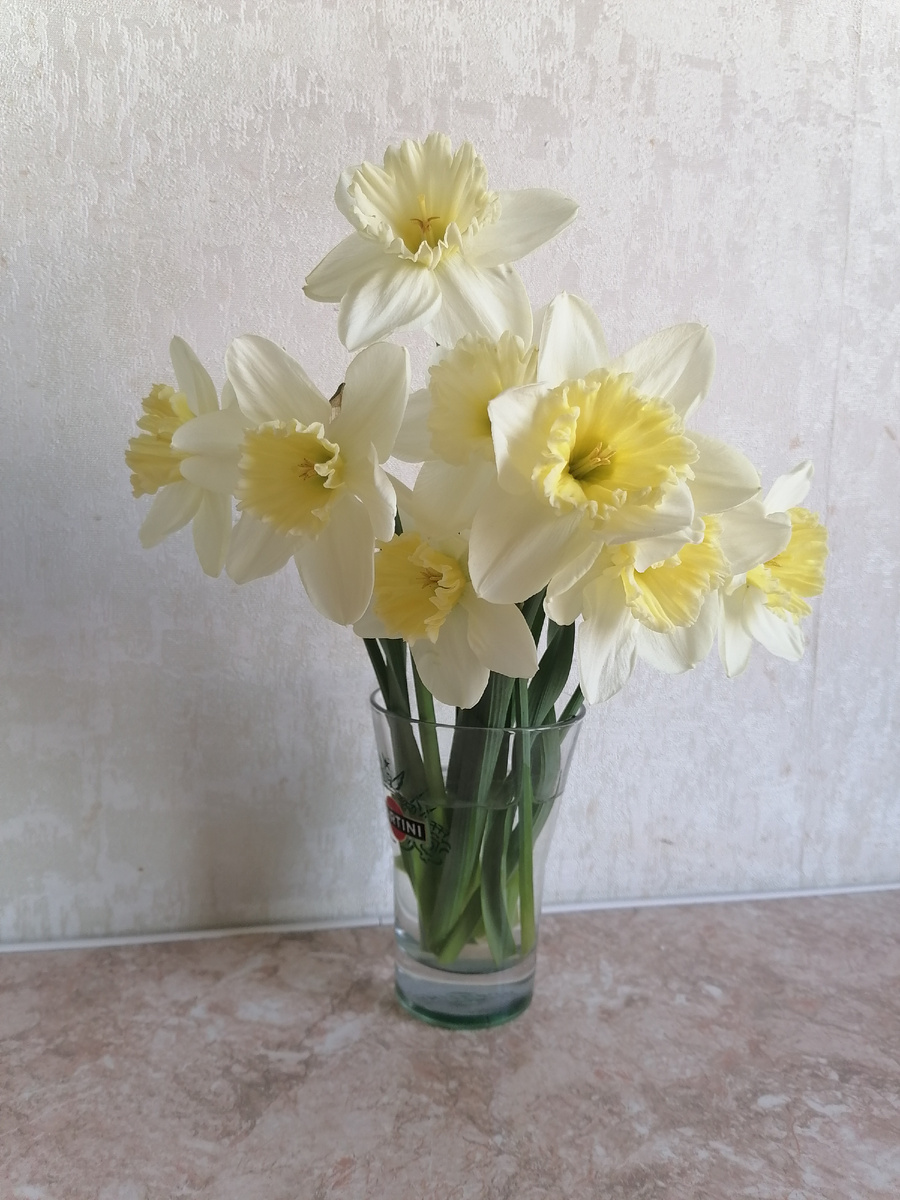 Нарциссы от свекрови. Такие нежные😍