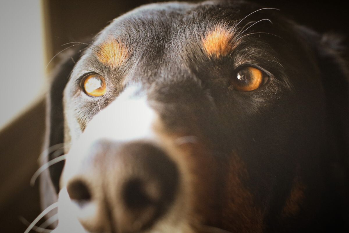 Глаза собаки крупным планом 