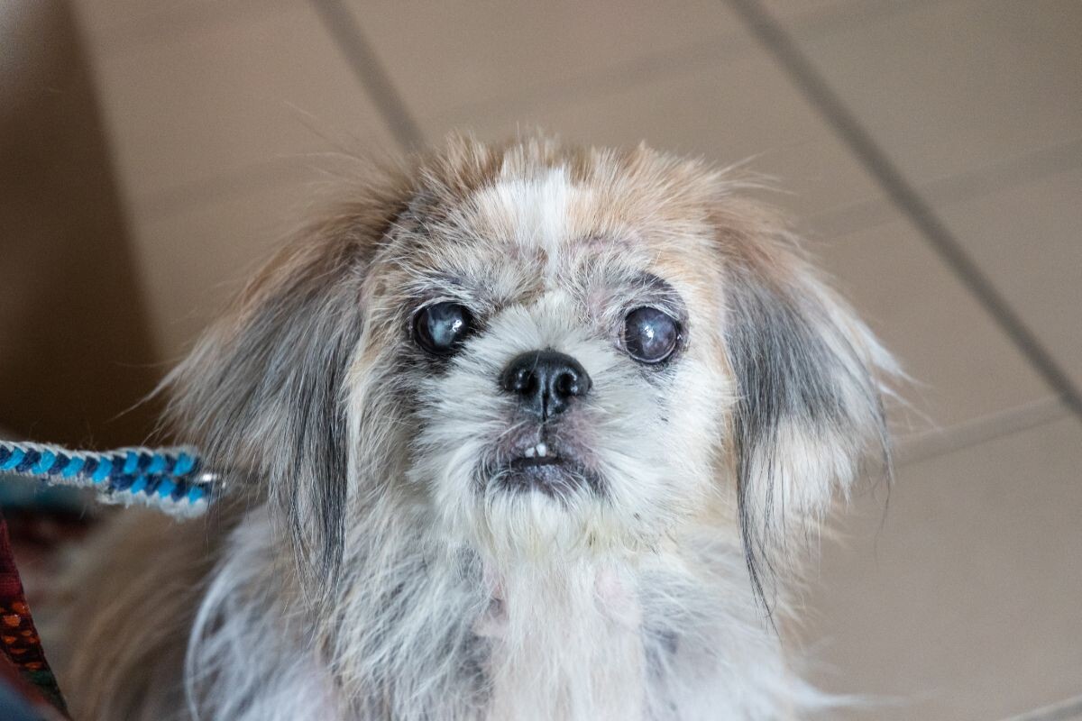 Старая собачка с катарактой на обоих глазах