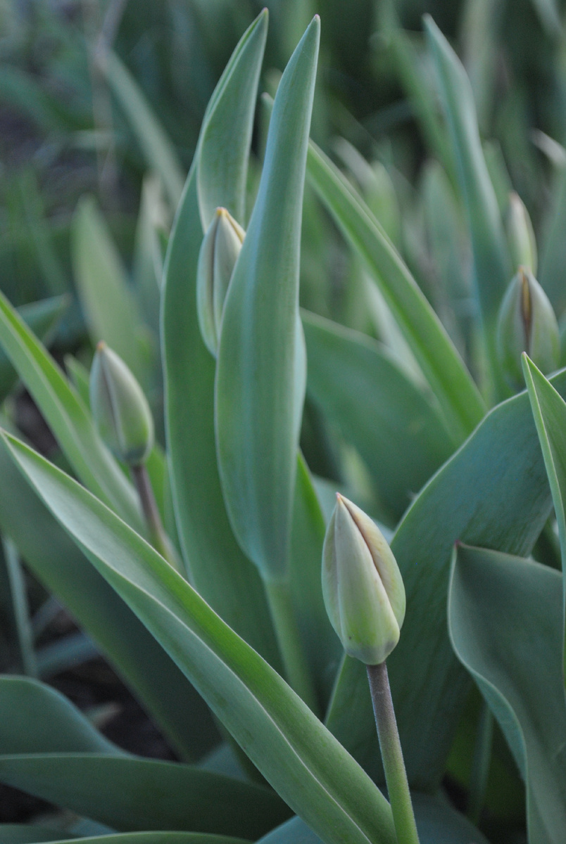 тюльпаны приготовились к цветению. Фото автора.