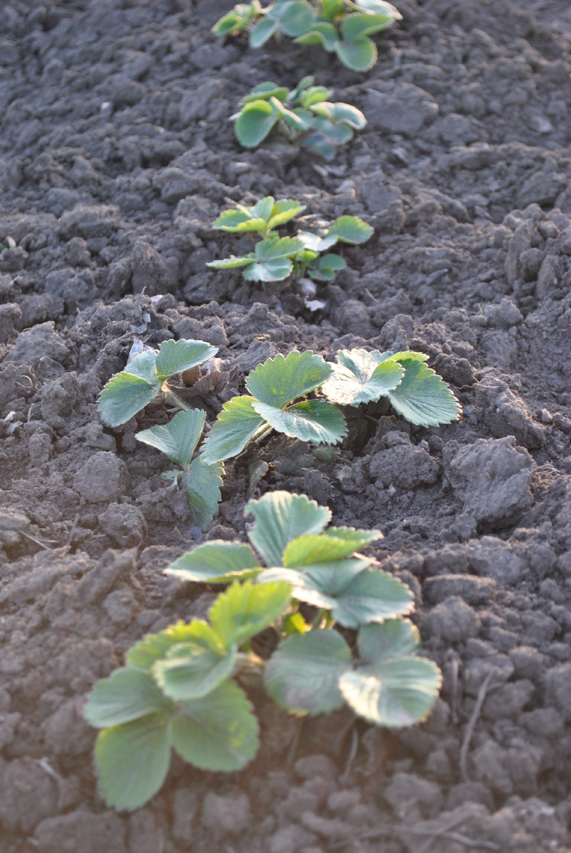 мои заботы. Фото автора.