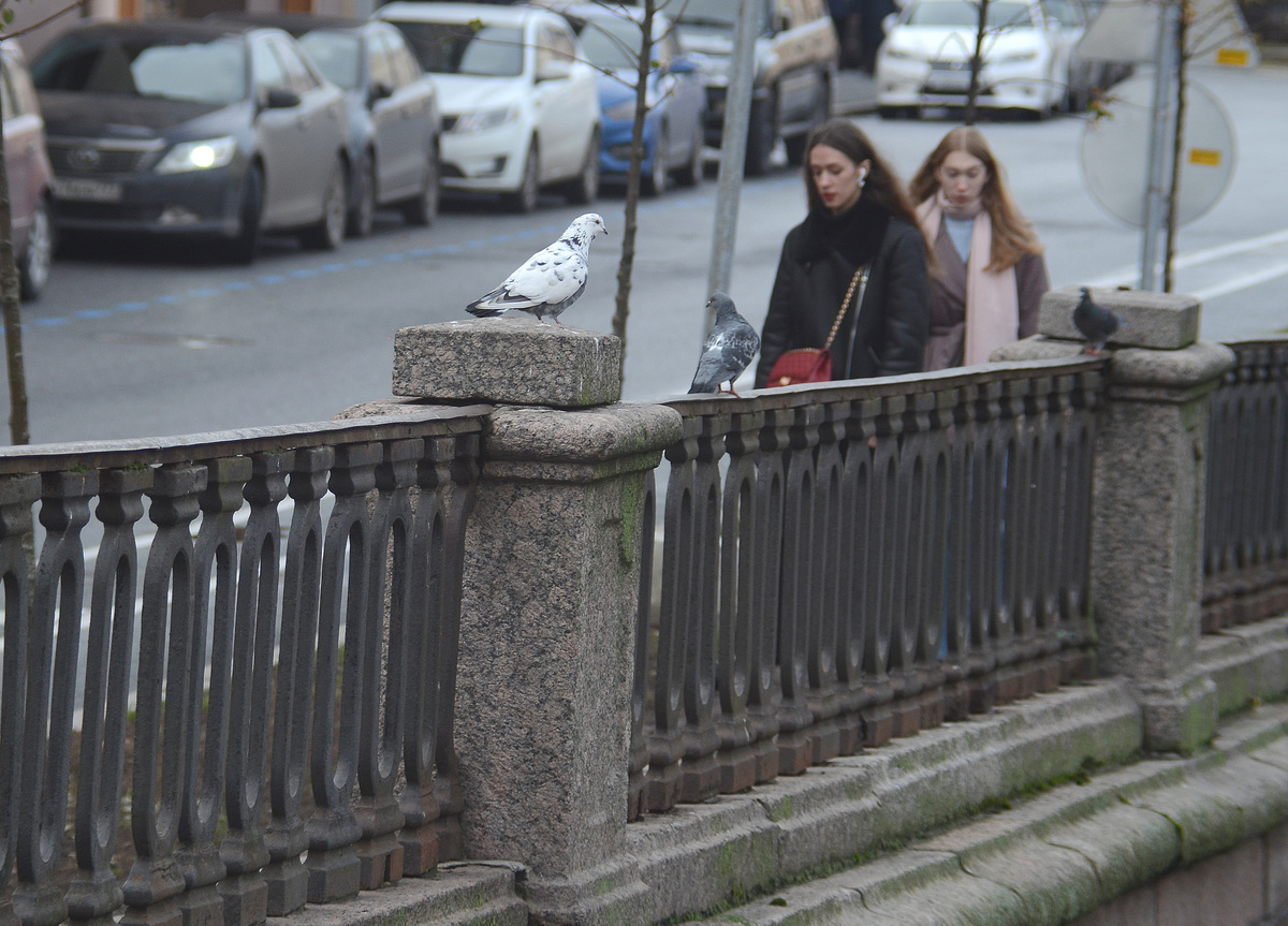 Надоедливые люди с птицами подходят к туристам и выманивают деньги.  Фото: Фото: ФедералПресс / Татьяна Буторина