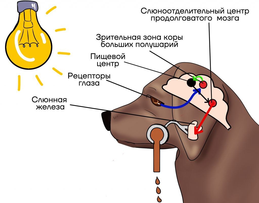 Рефлекторная дуга. Предположим: вместо лампочки человек, вместо пищевого рефлекса — оборонительный, вместо слюноотделения — нападение.