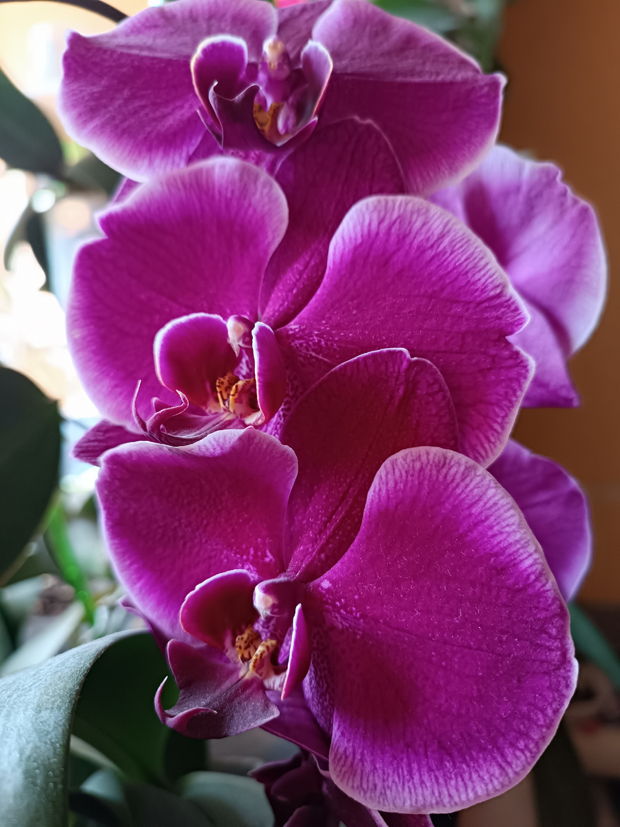 Фаленопсис Жемчужина императора 2024