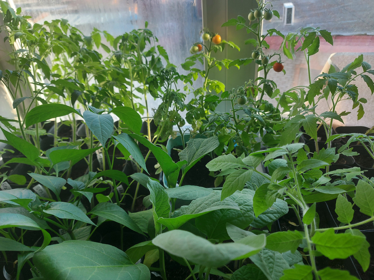 Зреет урожай