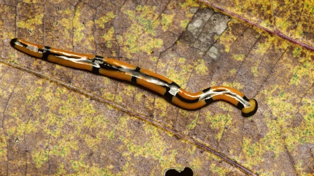    Guenter Fischer/Globallookpress